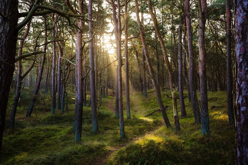 Enchanted Forest Clearing